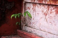 Überlebenskünstler