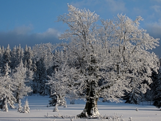 Winterlandschaft im Bayerischen Wald