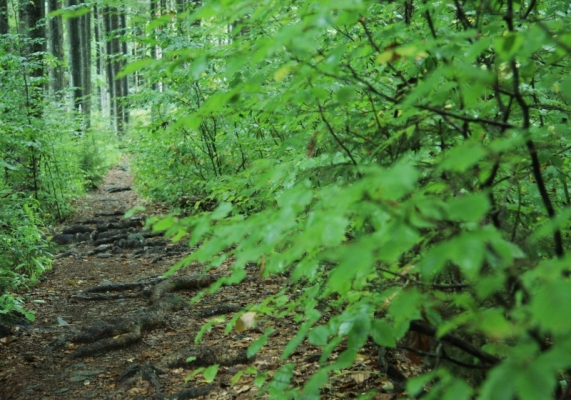 Ein kleiner Wanderweg in den Wäldern des Nationalparks Bayerischer Wald