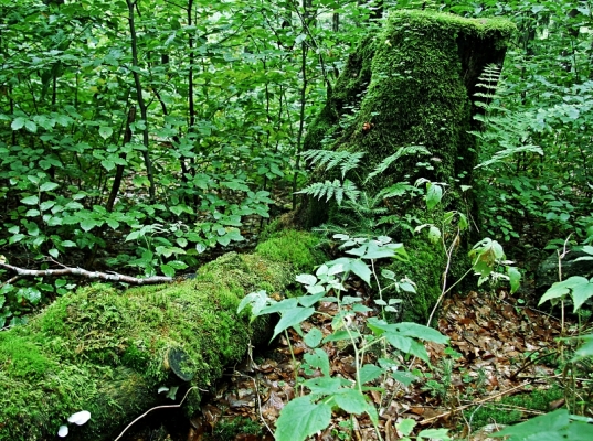 Werden und Vergehen im Bayerischen Wald
