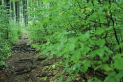 Ein kleiner Wanderweg in den Wäldern des Nationalparks Bayerischer Wald